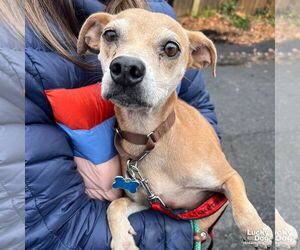 Chihuahua-Unknown Mix Dogs for adoption in Washington, DC, USA