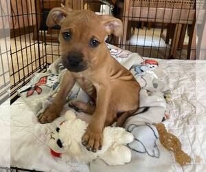 Boxer-Unknown Mix Dogs for adoption in Sheboygan, WI, USA