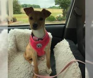 Medium Photo #1 Chihuahua Puppy For Sale in Alpharetta, GA, USA