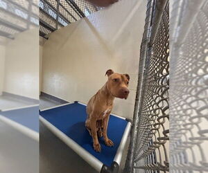 Mutt Dogs for adoption in Sanford, FL, USA