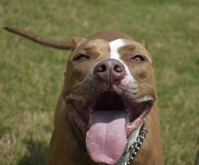 Bullypit Dogs for adoption in  Fort Mill , SC, USA
