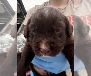 Labrador Retriever-Unknown Mix Dogs for adoption in Bolivar, MO, USA
