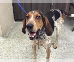 Treeing Walker Coonhound Dogs for adoption in Conroe, TX, USA