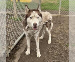 Siberian Husky Dogs for adoption in Modesto, CA, USA