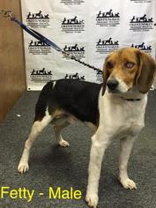 Beagle Dogs for adoption in Waycross, GA, USA