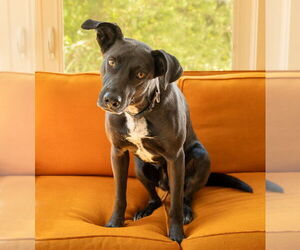 Labrador Retriever-Unknown Mix Dogs for adoption in oakland, FL, USA