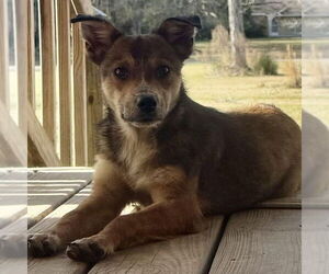 Australian Kelpie-Mountain Cur Mix Dogs for adoption in Bristol, CT, USA