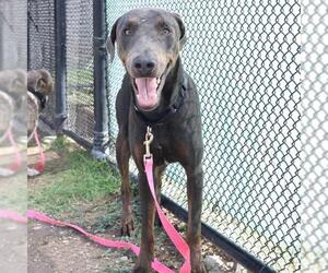 Doberman Pinscher-Unknown Mix Dogs for adoption in San Antonio, TX, USA