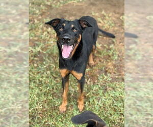 German Shepherd Dog Dogs for adoption in Riverside, CA, USA