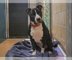 American Pit Bull Terrier Dogs for adoption in Martinez, CA, USA