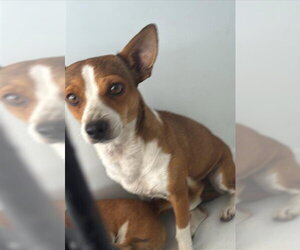 Chihuahua Dogs for adoption in Houston, TX, USA
