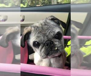 Pug Dogs for adoption in Seven Valleys, PA, USA