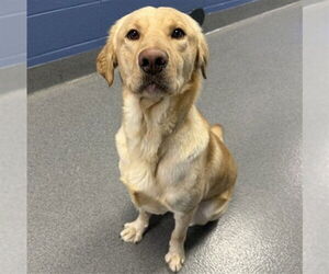 Labrador Retriever Dogs for adoption in Aurora, IL, USA