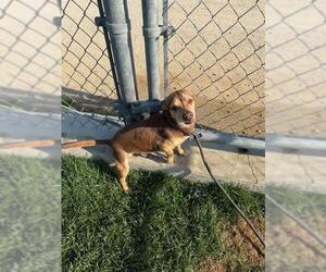 Chihuahua Dogs for adoption in Bakersfield, CA, USA
