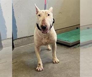 Bull Terrier Dogs for adoption in Camarillo, CA, USA