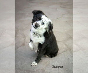 Australian Shepherd Dogs for adoption in Hot Springs Village, AR, USA