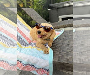 Goldendoodle (Miniature) Dogs for adoption in Bonita Springs, FL, USA