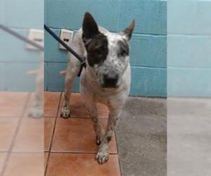 Bull Terrier-Unknown Mix Dogs for adoption in Downey, CA, USA