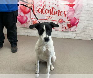 Mutt Dogs for adoption in San Bernardino, CA, USA