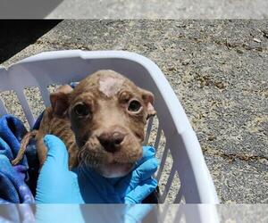 Labrador Retriever-Unknown Mix Dogs for adoption in San Antonio, TX, USA