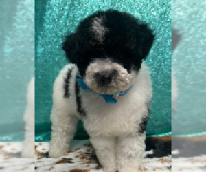 Australian Shepherd Dogs for adoption in Brooklyn Center, MN, USA