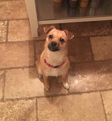 Chug Dogs for adoption in Phoenix, AZ, USA