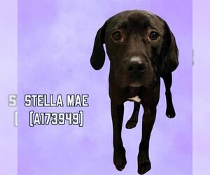 Labrador Retriever-Unknown Mix Dogs for adoption in Tulsa, OK, USA