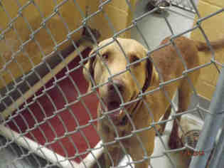 Chesapeake Bay Retriever Dogs for adoption in Tulsa, OK, USA