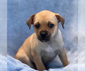 Chihuahua-Spaniel Mix Dogs for adoption in San Diego, CA, USA