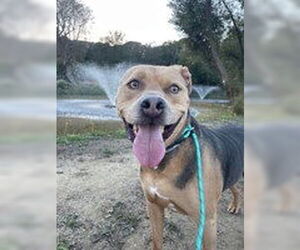 American Pit Bull Terrier Dogs for adoption in Salinas, CA, USA