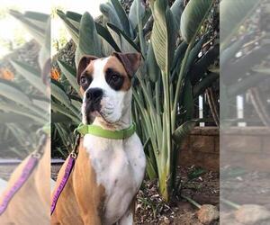 Boxer Dogs for adoption in Alameda, CA, USA