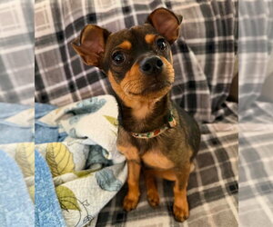 Chihuahua-Unknown Mix Dogs for adoption in Canton, CT, USA