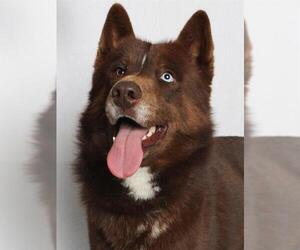 Siberian Husky-Unknown Mix Dogs for adoption in Burbank, CA, USA