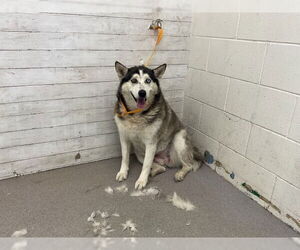 Siberian Husky Dogs for adoption in San Bernardino, CA, USA