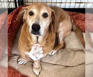 Small Basset Retriever