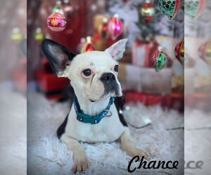 Boston Terrier Dogs for adoption in Chino Hills, CA, USA