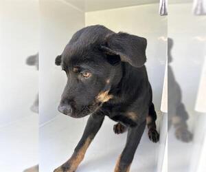 Rottweiler-Unknown Mix Dogs for adoption in Houston, TX, USA