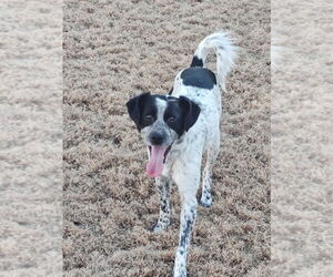 Mutt Dogs for adoption in Mooresville, NC, USA