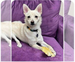 Rat-Cha Dogs for adoption in Princeton, MN, USA