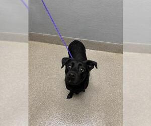 Dachshund-Labrador Retriever Mix Dogs for adoption in Las Vegas, NV, USA