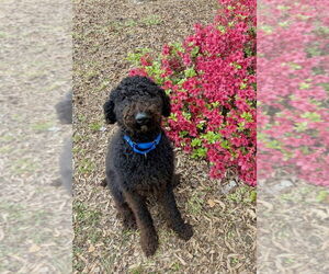 Poodle (Standard) Dogs for adoption in Mooresville, NC, USA