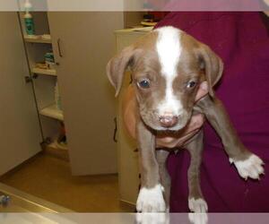 American Bulldog-Unknown Mix Dogs for adoption in Santa Rosa, CA, USA