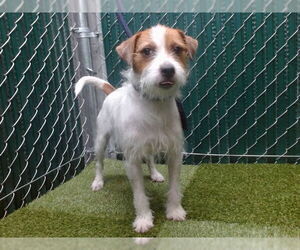 Mutt Dogs for adoption in Downey, CA, USA