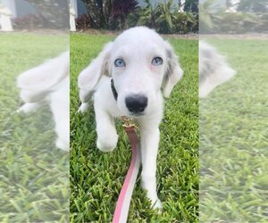 Catahoula Leopard Dog-Great Pyrenees Mix Dogs for adoption in Tampa, FL, USA