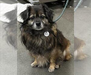Chihuahua-German Shepherd Dog Mix Dogs for adoption in Forestville, MD, USA