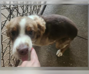 Australian Shepherd-Unknown Mix Dogs for adoption in Cranston, RI, USA