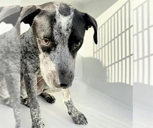Mutt Dogs for adoption in Houston, TX, USA