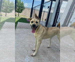 German Shepherd Dog-Unknown Mix Dogs for adoption in Temple, TX, USA