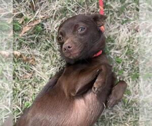 Chihuahua-Unknown Mix Dogs for adoption in Yardley, PA, USA