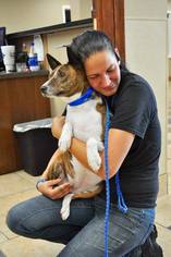 Basenji Dogs for adoption in Indianapolis, IN, USA